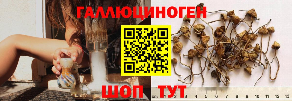Прохладный  даркнет сайт  Вход с VPN  Псилоцибиновые грибы Psilocybine cubensis 